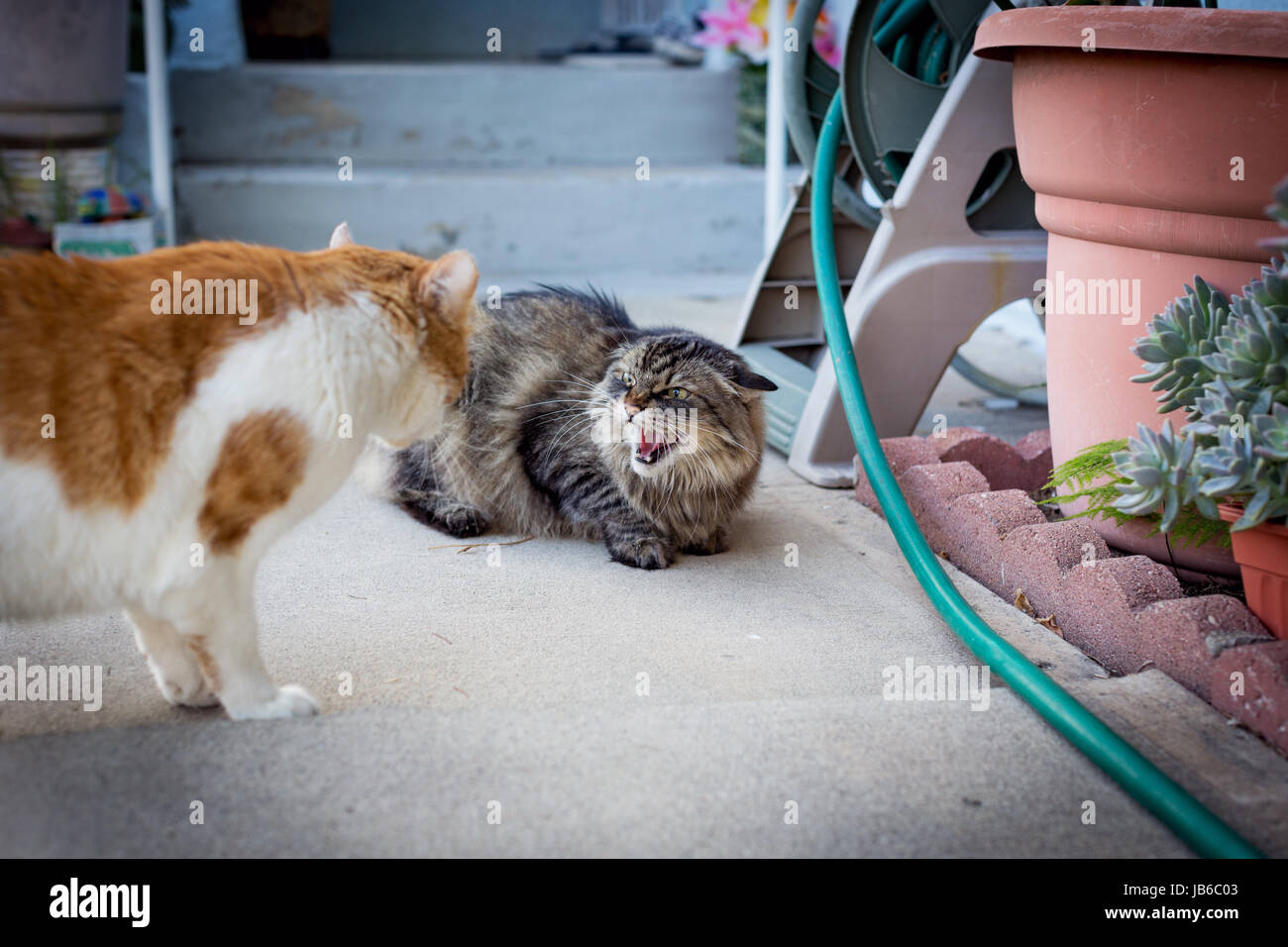 Maine Coon tabby cat hissing at and orange and white tabby cat who is standing over her. Outdoor front-yard setting. Stock Photo