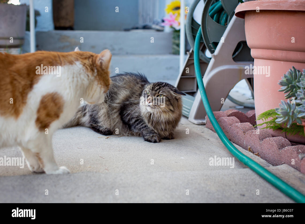 Orange and white male tabby cat displaying dominant behavior over a Maine Coon female tabby cat who is crouched with ears back. Stock Photo