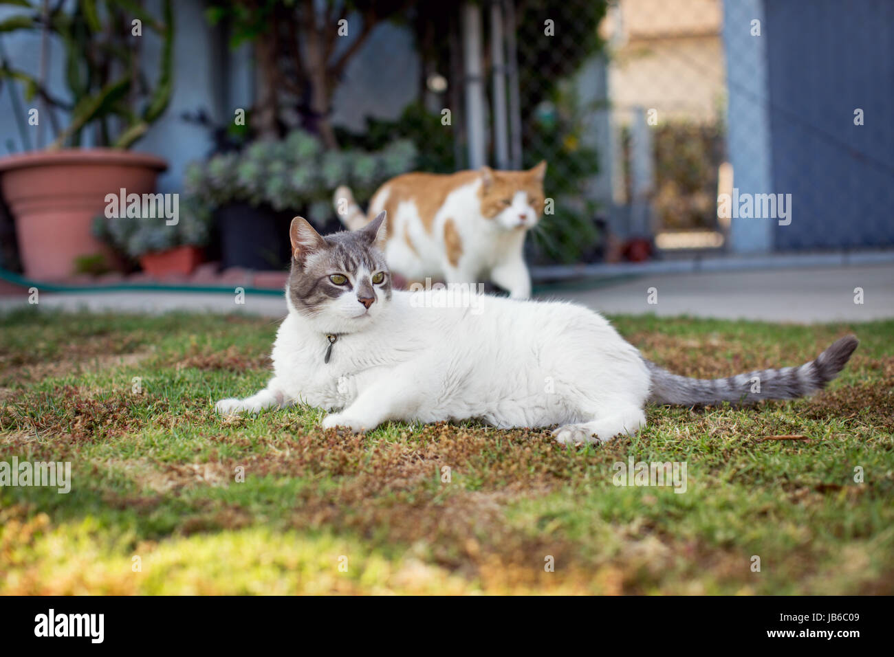 White cat lounging on grass lawn in front yard while an orange cat saunters past in the background. Stock Photo