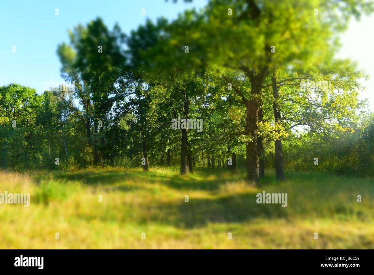 Summer Sunny Forest Trees And Green Grass. Nature Wood Sunlight ...