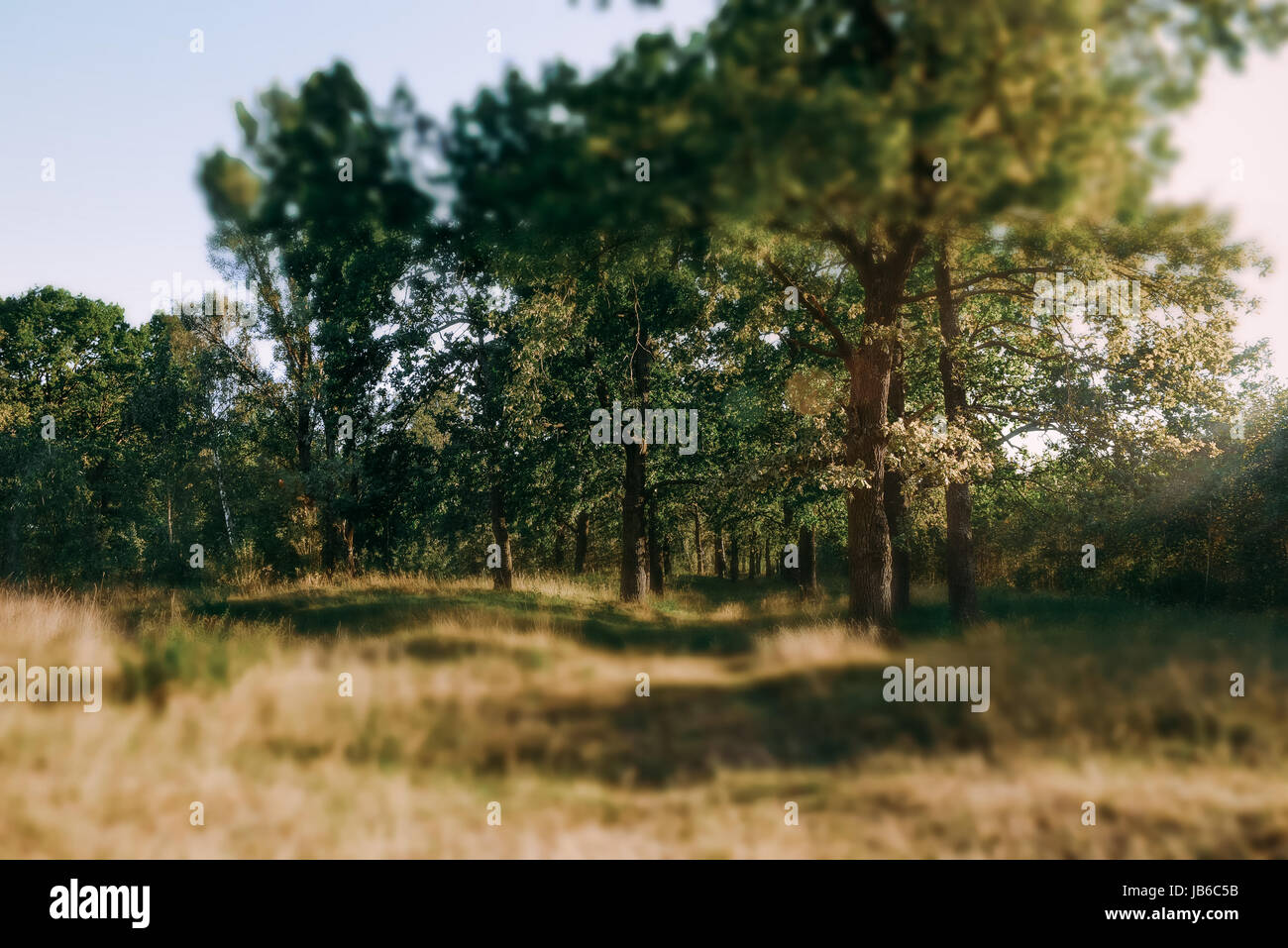 Summer Sunny Forest Trees And Green Grass. Nature Wood Sunlight ...