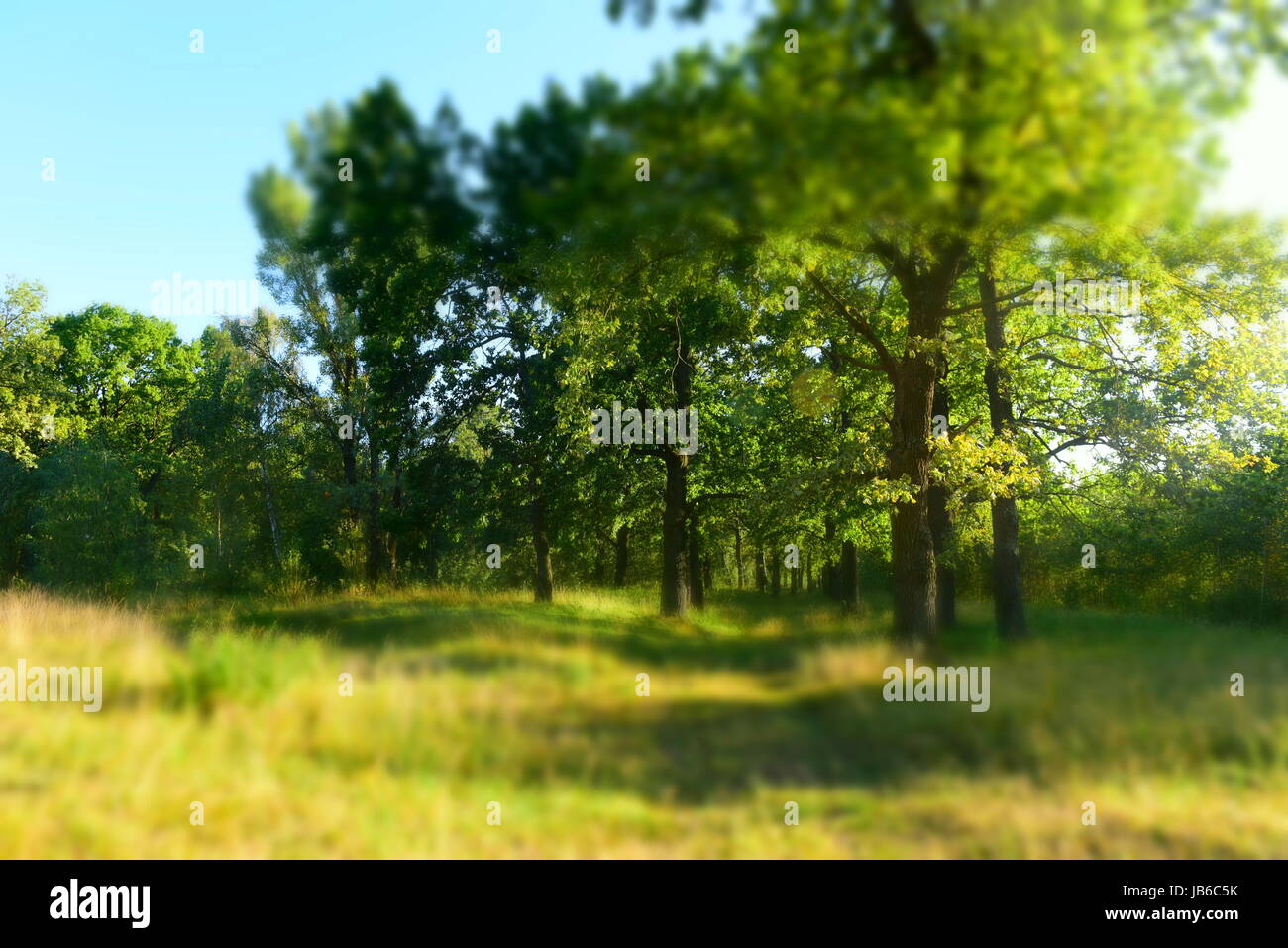 Summer Sunny Forest Trees And Green Grass. Nature Wood Sunlight ...