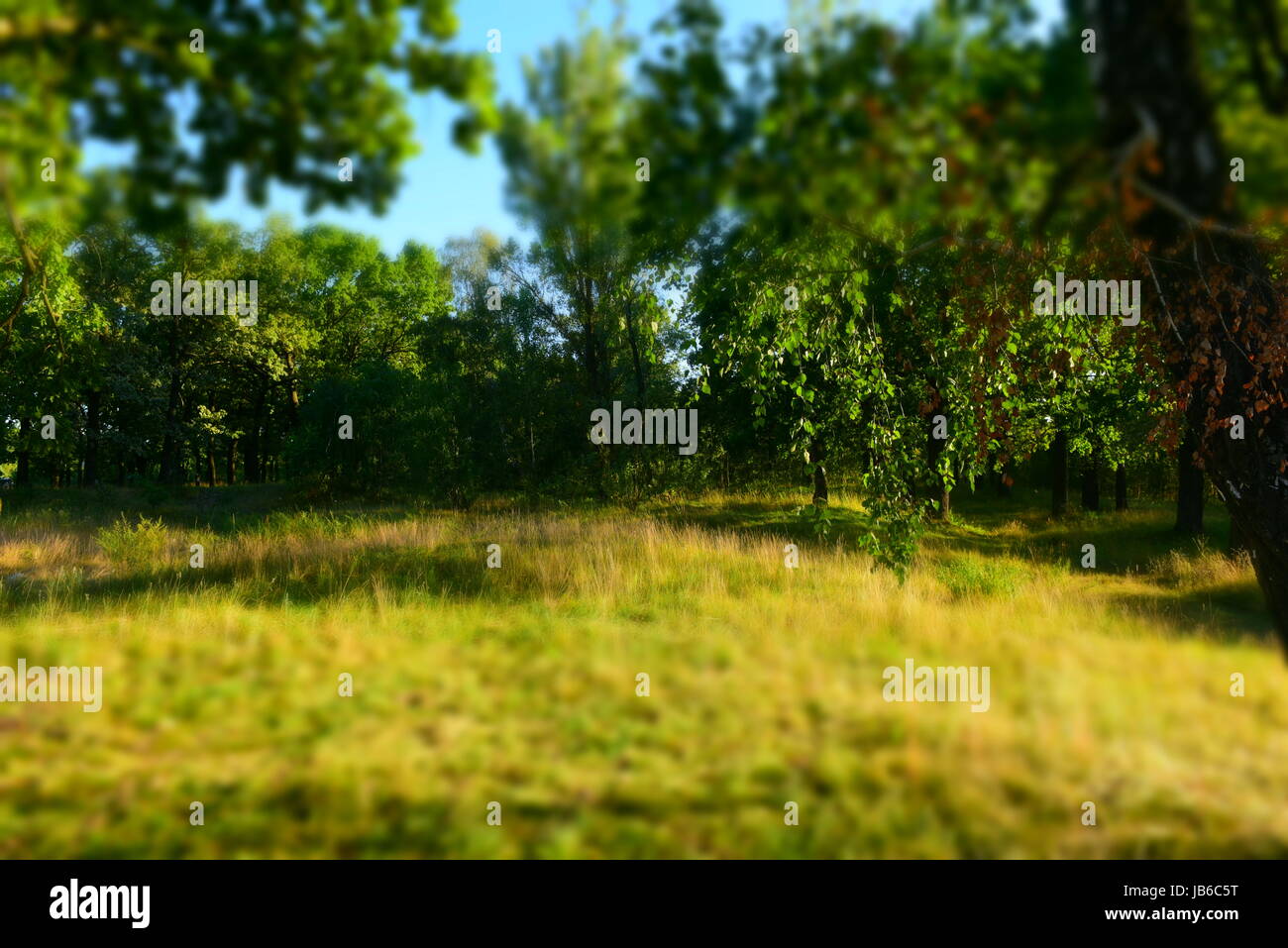 Summer Sunny Forest Trees And Green Grass. Nature Wood Sunlight ...