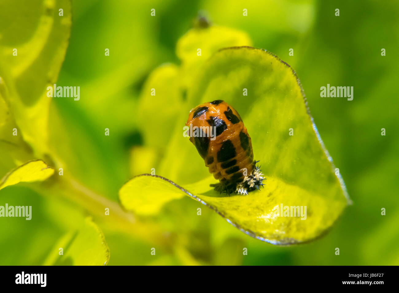 Orange and black ladybug larva on leaf Stock Photo Alamy