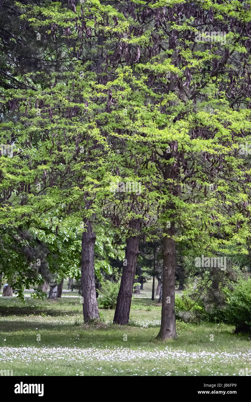 Beautiful deciduous tree hi-res stock photography and images - Alamy