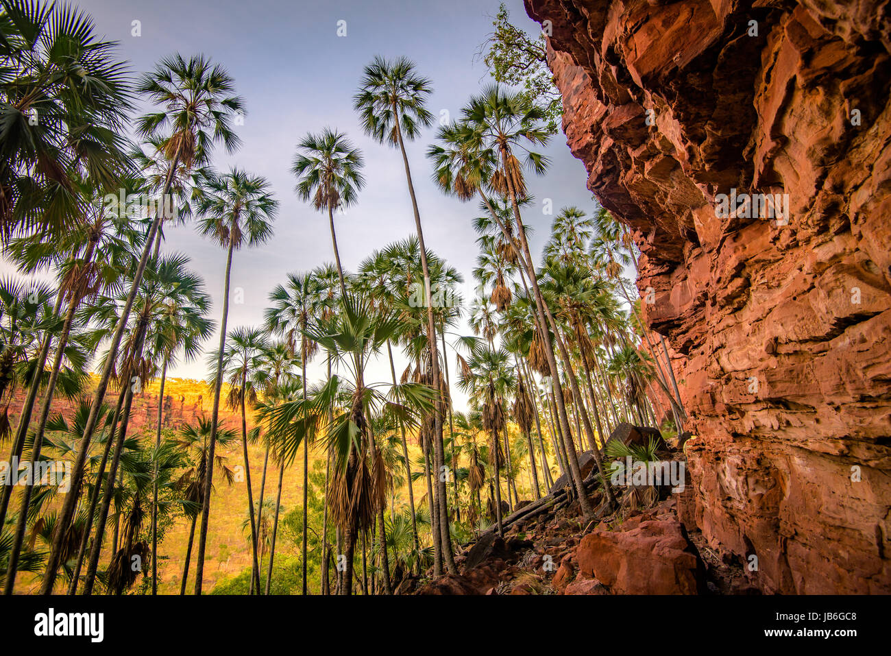 Livistona Palms at Joe Creek, Gregory National Park, Northern Territory Stock Photo