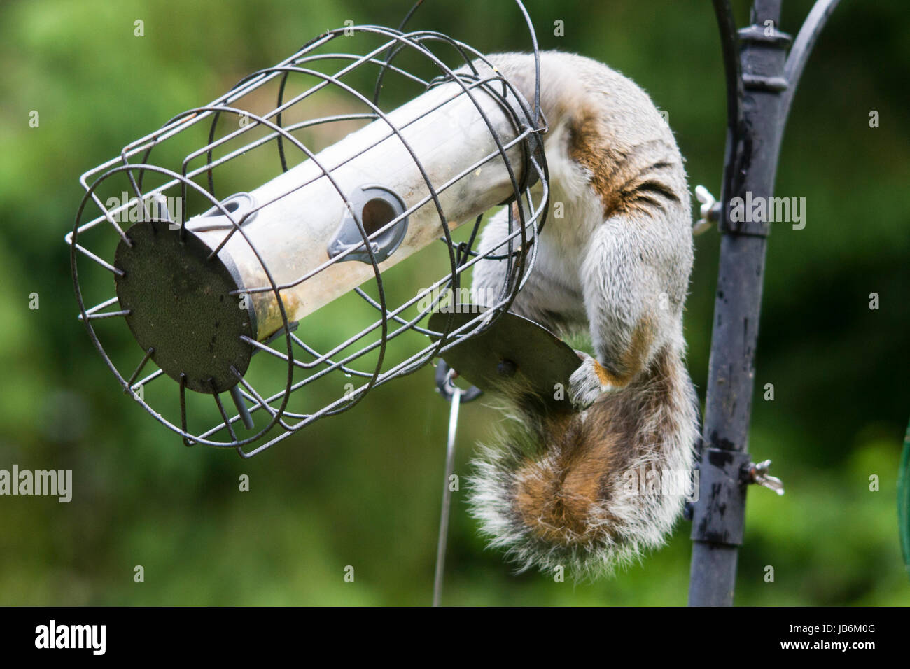 Proof Bird Feeder Stock Photos Proof Bird Feeder Stock Images