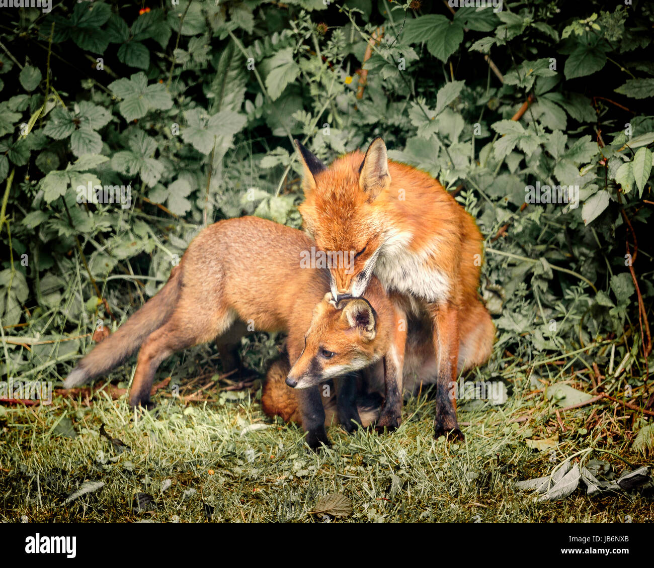 Urban Fox with cub, Leeds, West Yorkshire, UK. 9th Jun, 2017. Urban. Foxes in a suburban Leeds garden. Residents Lynne and Ian Wray awoke to the beautiful sight of a vixen preening her cub in the morning sunshine. Suddenly alerted by a noise, the cub darted into the undergrowth, whilst the mother prowled off to investigate, disappearing into the hedge further along the garden. Copyright Credit: Ian Wray/Alamy Live News Stock Photo