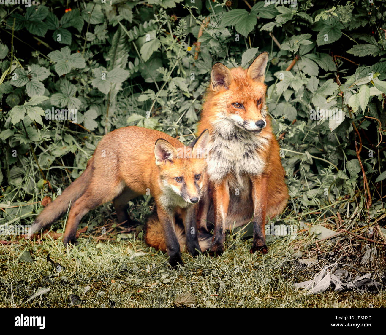 Urban Fox with cub, Leeds, West Yorkshire, UK. 9th Jun, 2017. Urban. Foxes in a suburban Leeds garden. Residents Lynne and Ian Wray awoke to the beautiful sight of a vixen preening her cub in the morning sunshine. Suddenly alerted by a noise, the cub darted into the undergrowth, whilst the mother prowled off to investigate, disappearing into the hedge further along the garden. Copyright Credit: Ian Wray/Alamy Live News Stock Photo