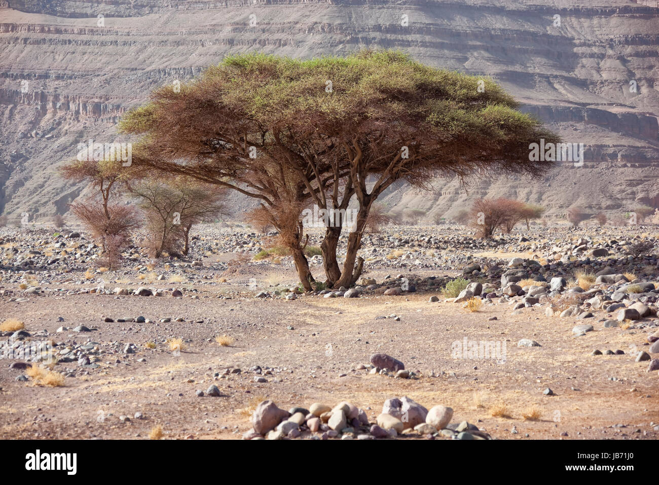 Sahara acacia trees Acacia raddiana in the Sahara desert Stock Photo Alamy