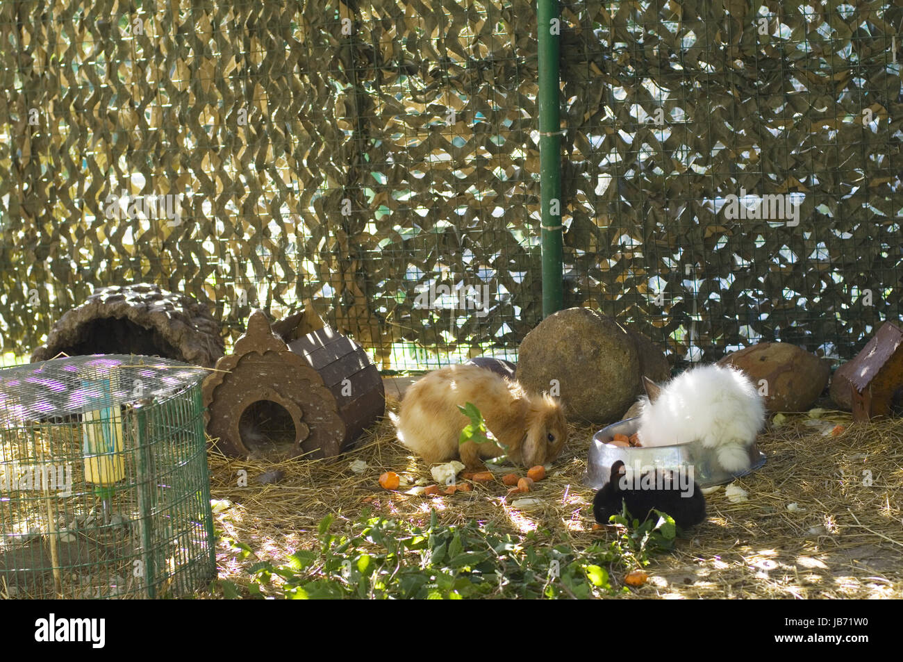 Rabbits in a cage at a bowl with food in a zoo Stock Photo