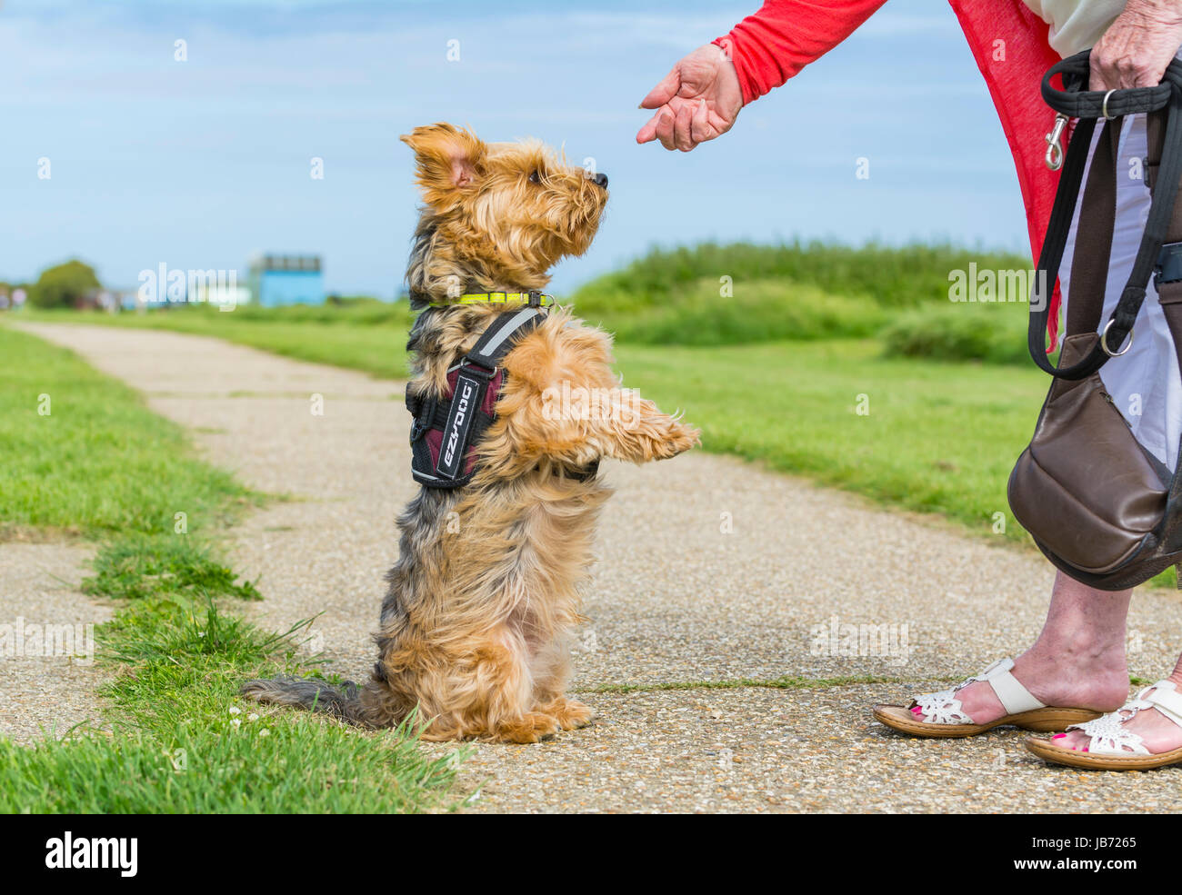 Dog on hind legs begging for treats. Yorkshire Terrier crossed with Border Collie dog awaiting food from owner. Dog begging for treat. Stock Photo