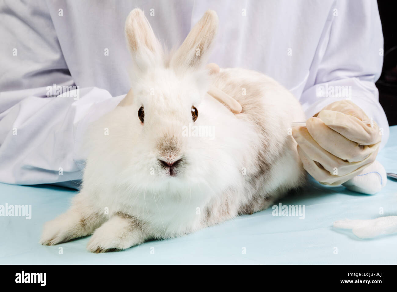 vet gives rabbit syringe Stock Photo Alamy