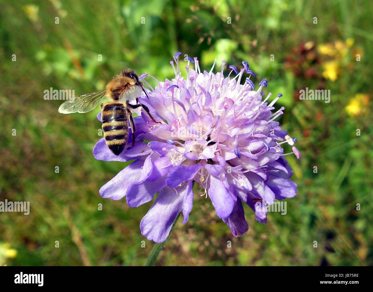 looking for nectar Stock Photo