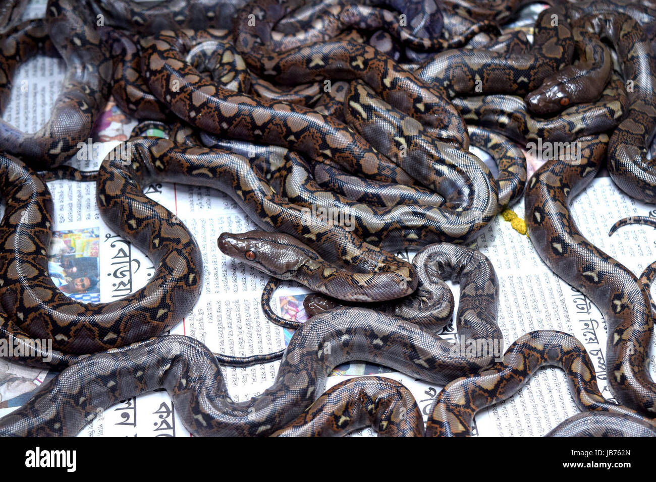 Kolkata, India. 08th June, 2017. Hatched Reticulated Python in Alipore ...