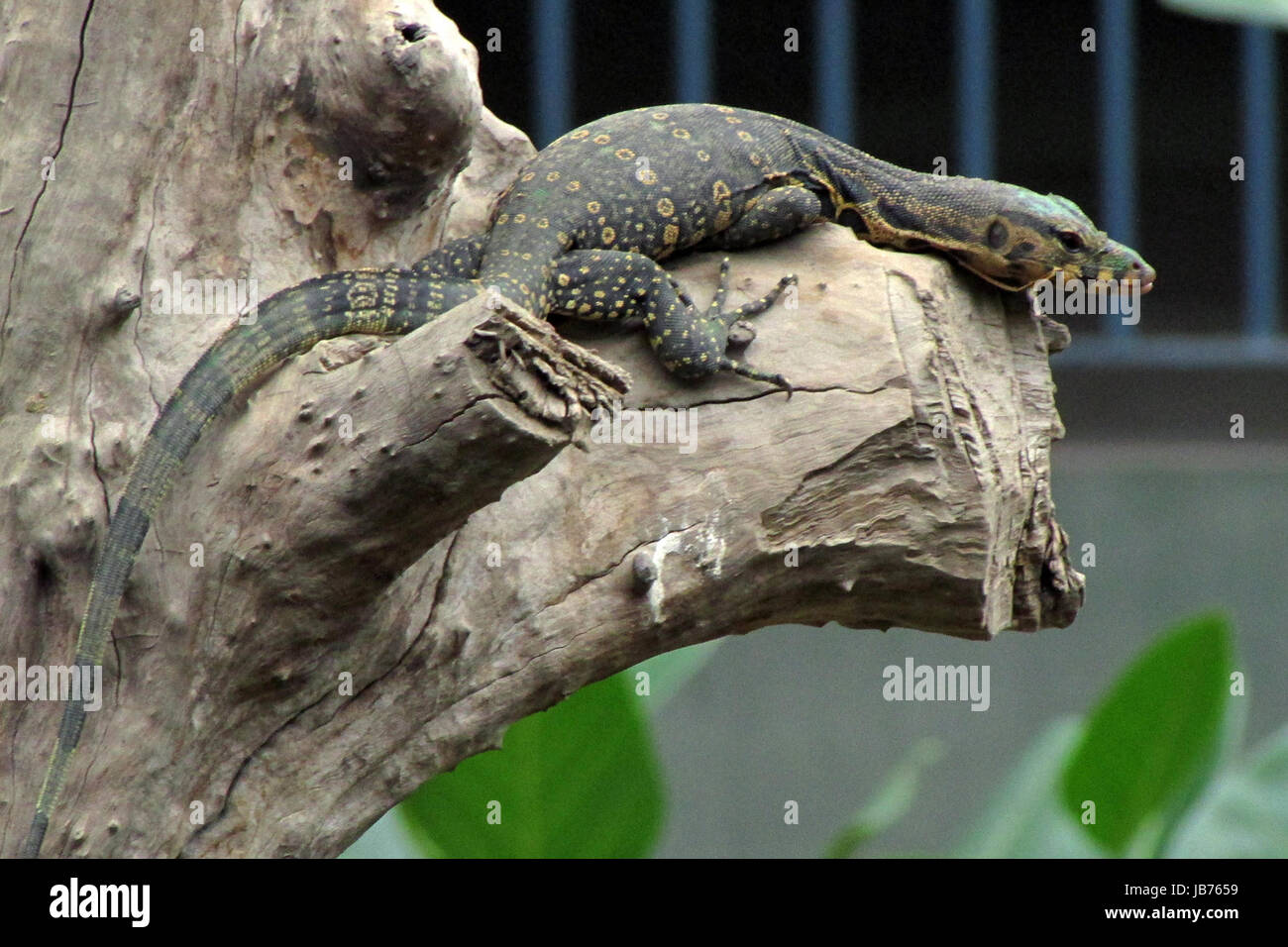 Water monitor lizard i hi-res stock photography and images - Alamy