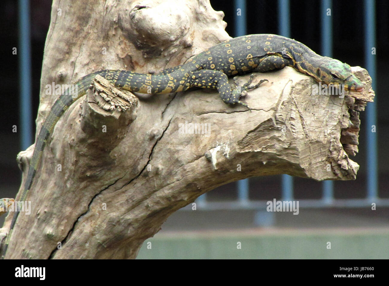 Kolkata, India. 08th June, 2017. Hatched Water Monitor Lizard in ...