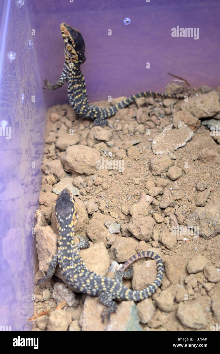 Kolkata lizard hi-res stock photography and images - Alamy