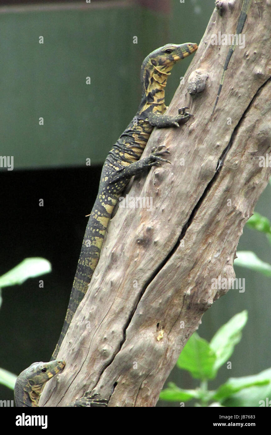 Water monitor lizard i hi-res stock photography and images - Alamy