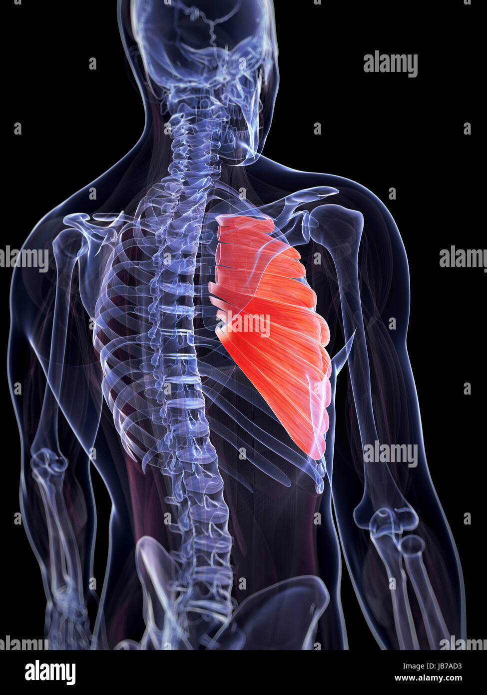 3d Rendered Illustration Of The Serratus Anterior Muscle Stock Photo