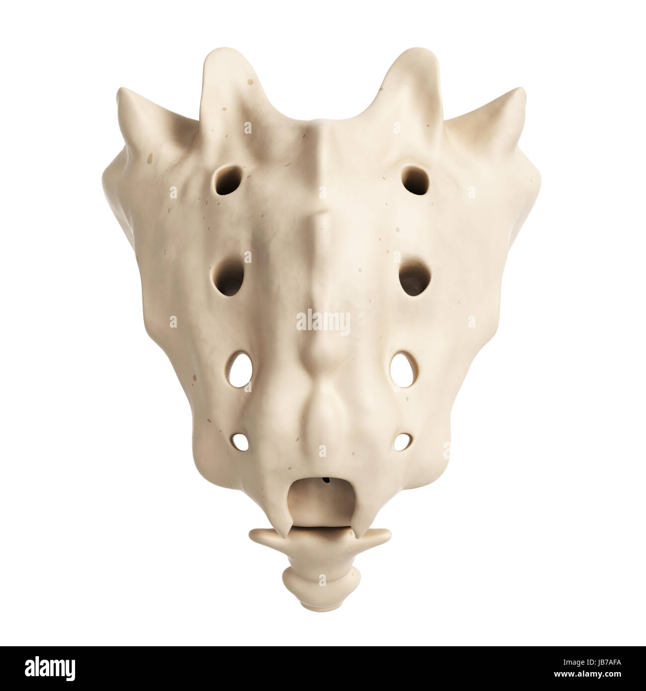 3d rendered illustration of the sacrum Stock Photo