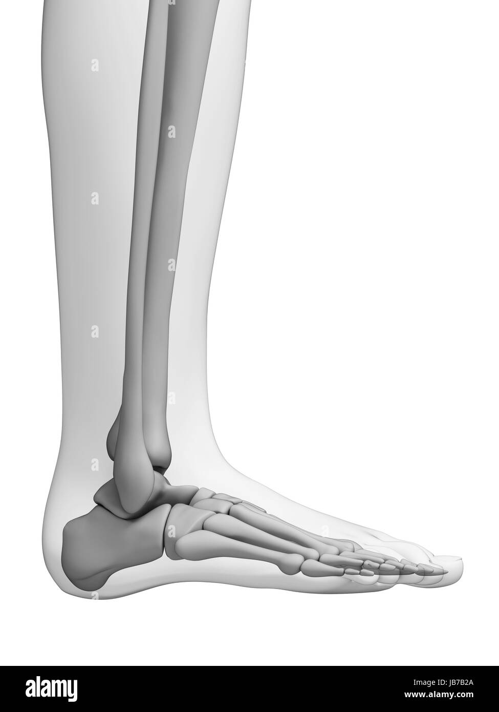 3d rendered illustration - foot anatomy Stock Photo