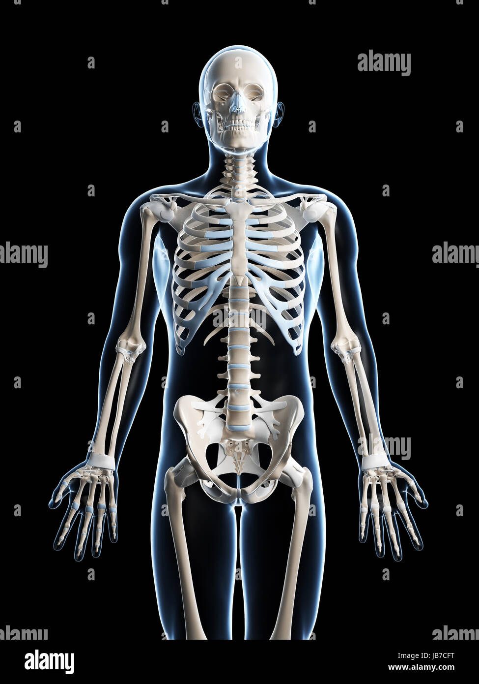 Прямо на скелет. Скелет беременной женщины. Анатомия беременной со скелетом.