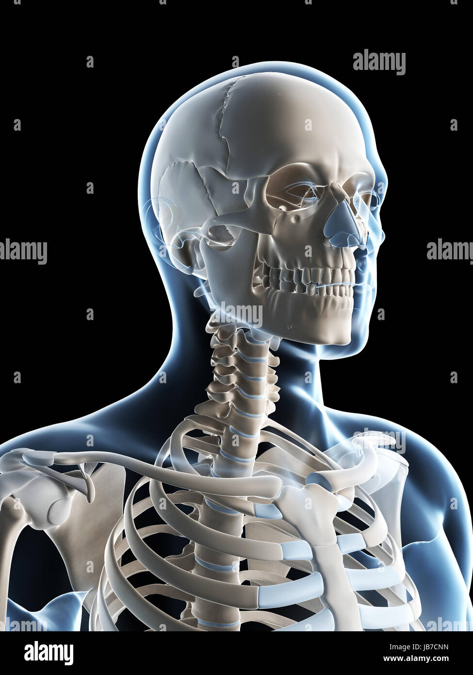 Модель шеи скелет