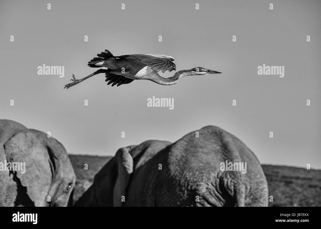 A Black-headed Heron in flight past Elephants in Southern Africa Stock Photo