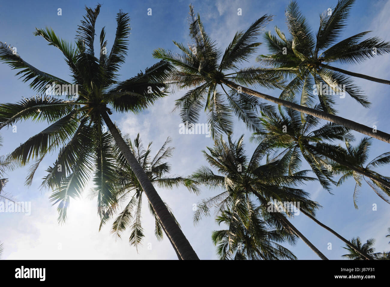 Palm trees on blue sky background Stock Photo - Alamy