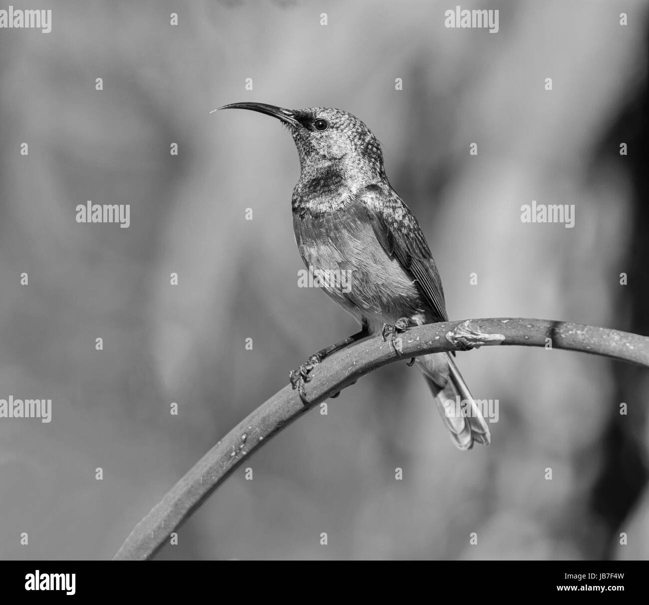 A male Southern Double-collared Sunbird perched on an aloe plant branch in Southern Africa Stock Photo