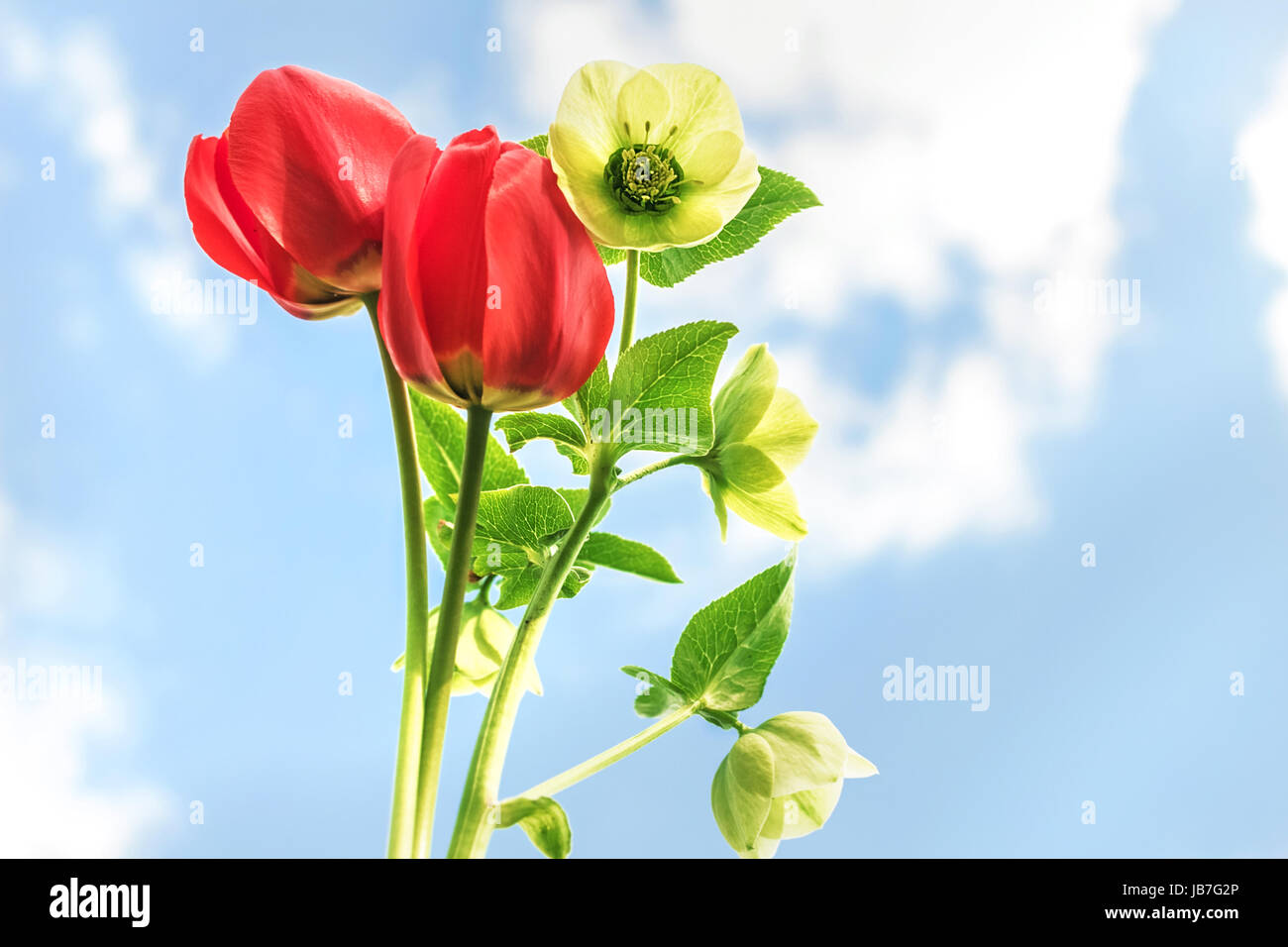 Beauty bright flowers on blue sky background Stock Photo