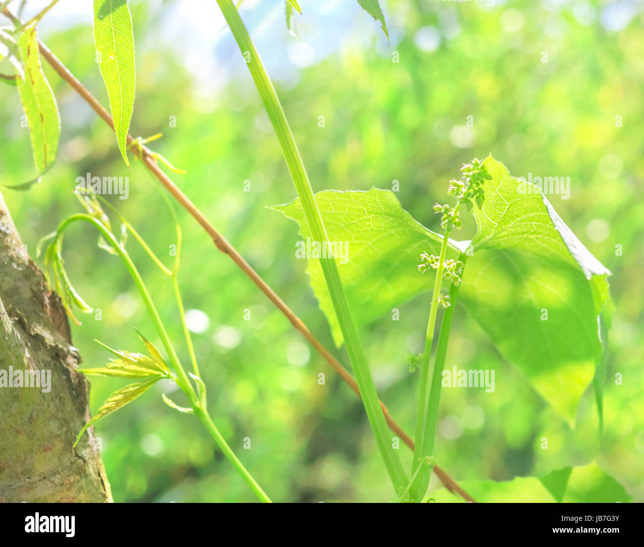 Best green leaves of wild grapes in sunlight Stock Photo