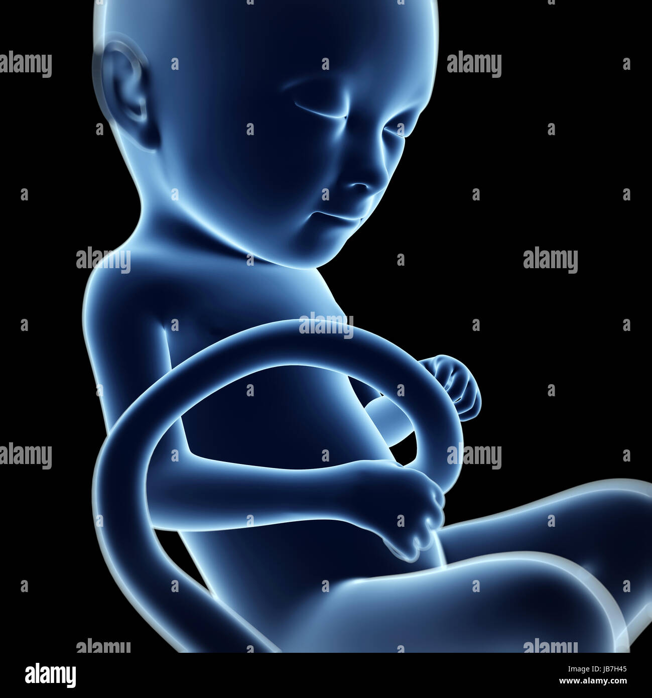 5 month fetus hi-res stock photography and images - Alamy