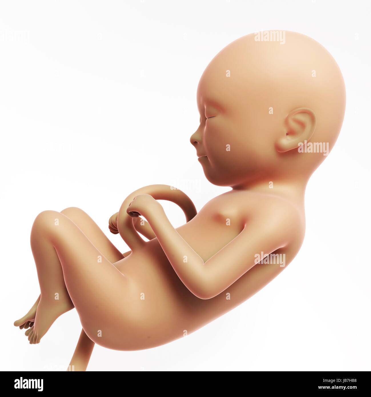 Human fetus development 3d hi-res stock photography and images - Alamy