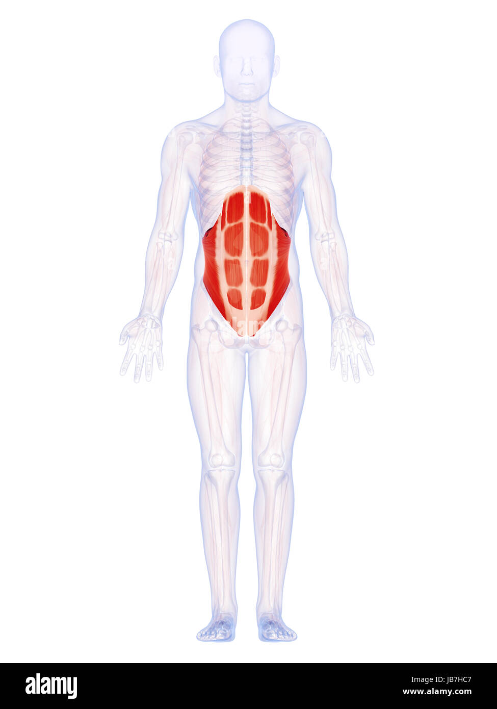3d rendered illustration of the abdominal muscles Stock Photo