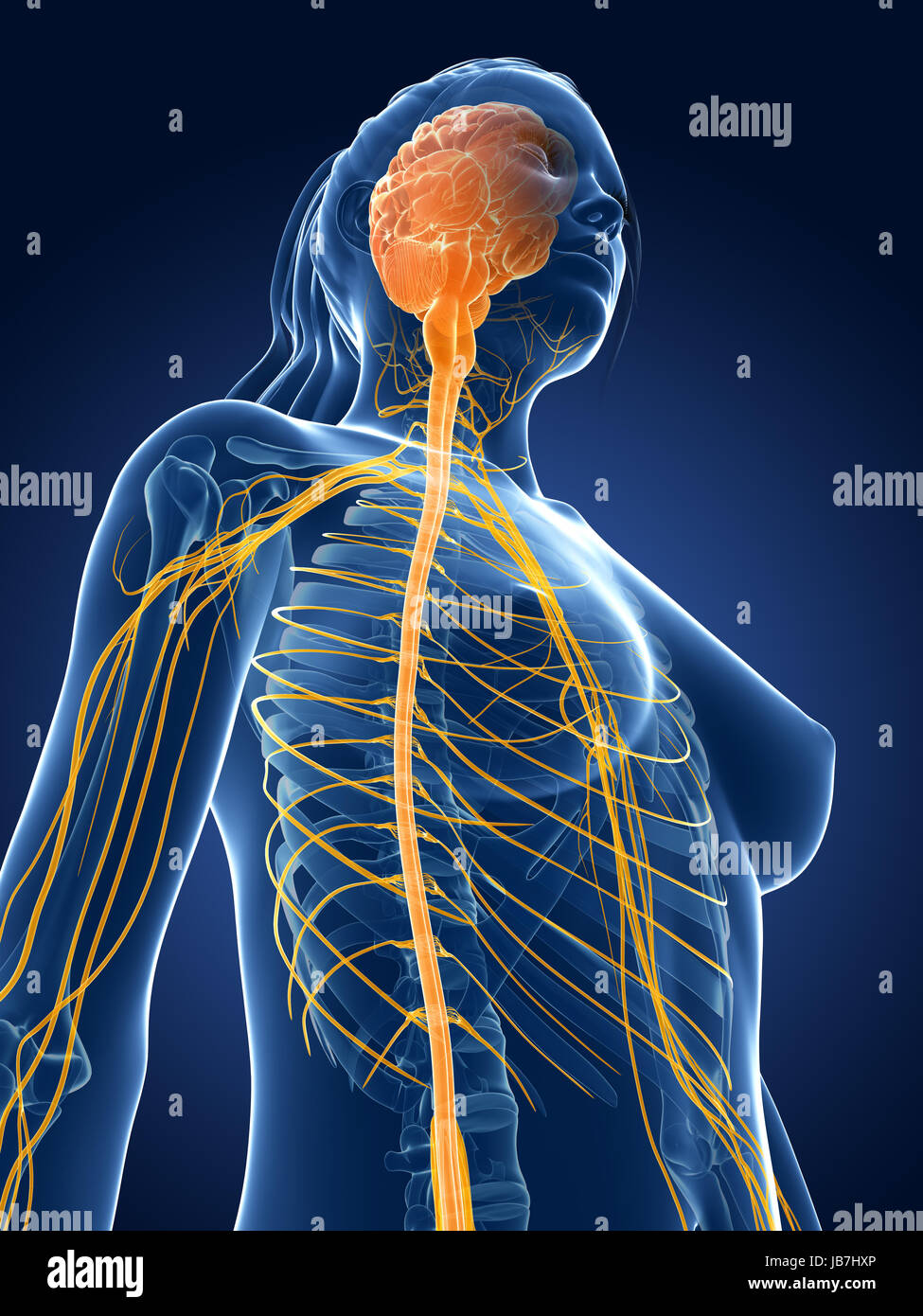 3d rendered medical illustration - female nerves Stock Photo