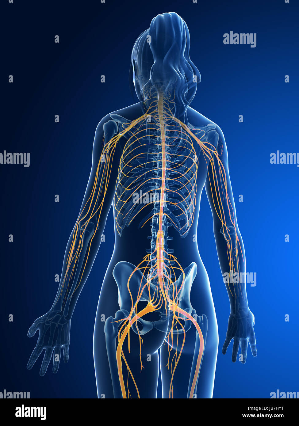 3d rendered medical illustration - female nerves Stock Photo