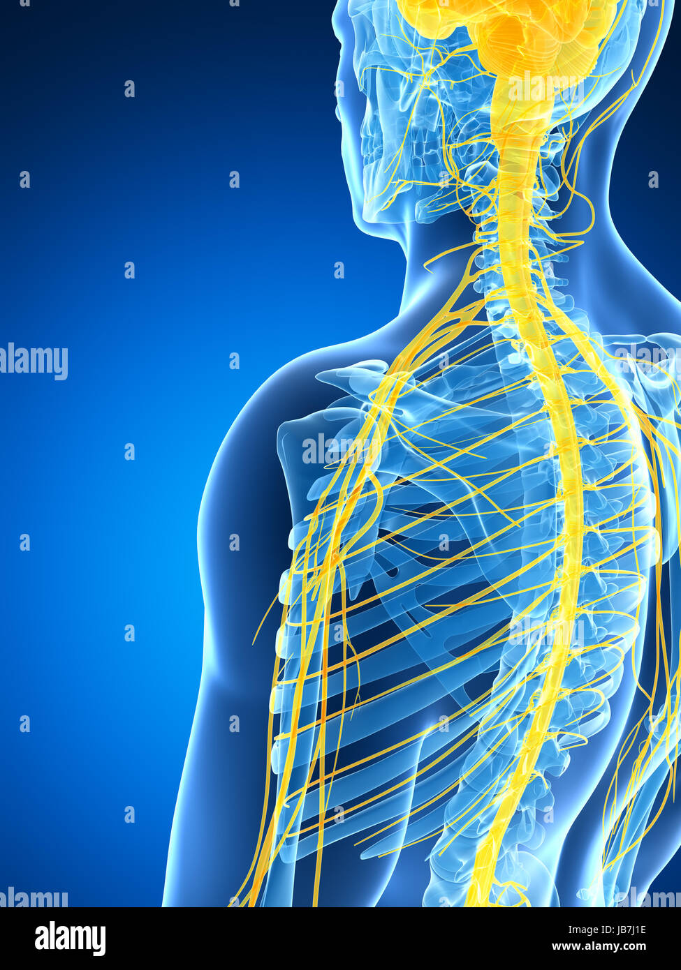 Median Nerve Stock Photos & Median Nerve Stock Images - Alamy