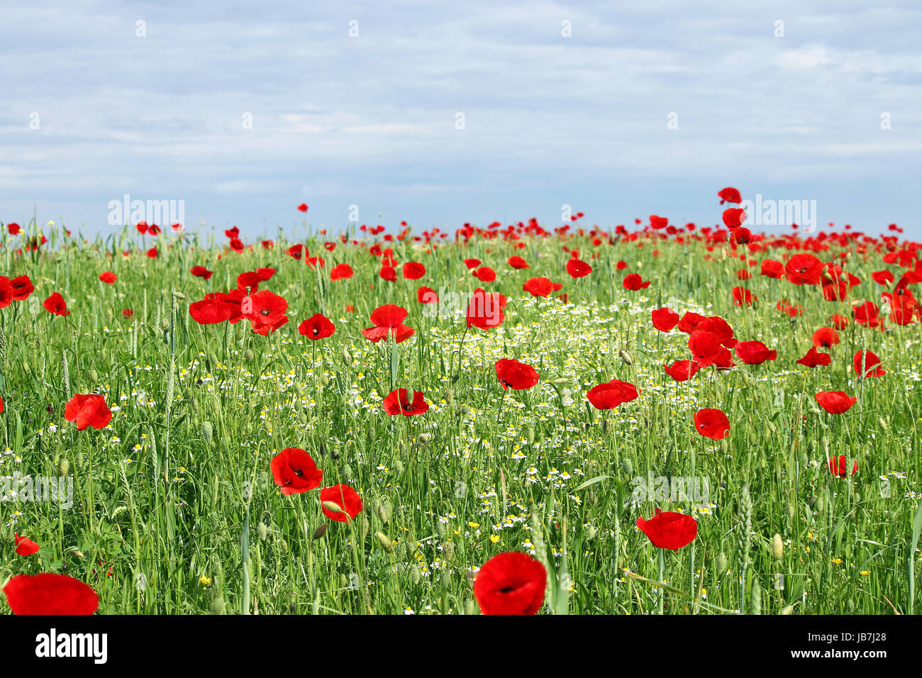 green field red poppy flowers and blue sky Stock Photo - Alamy
