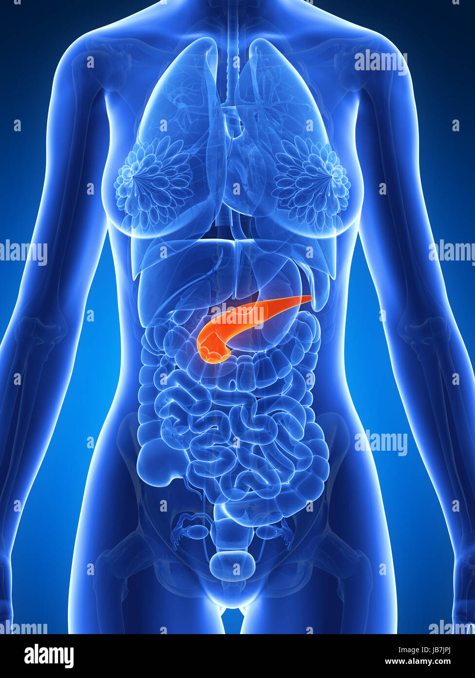 3d rendered illustration of the female anatomy Biology Diagrams