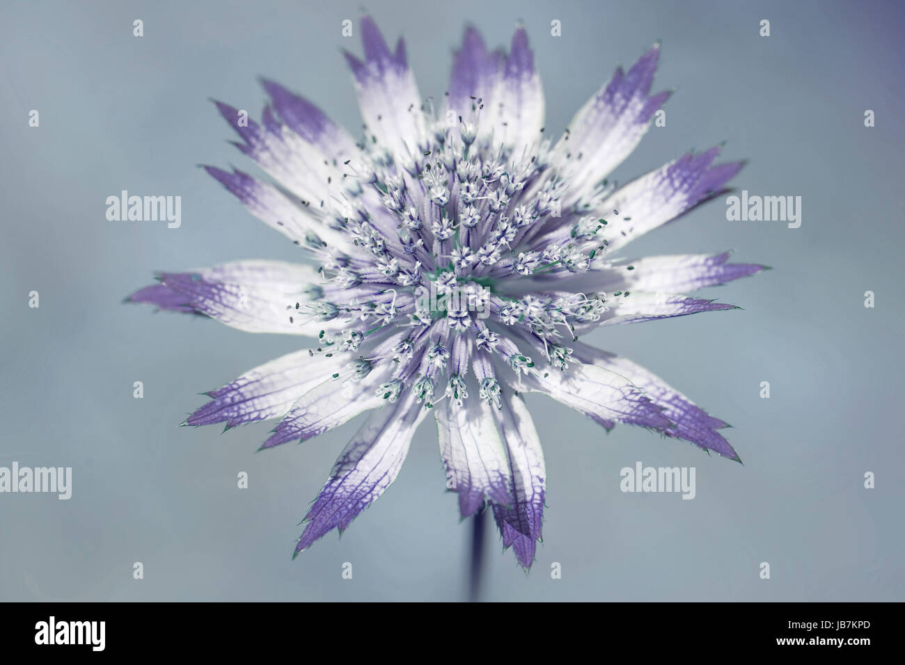 Close-up, Creative edit of the beautiful spring Astrantia flower, also known as Masterwort Stock Photo