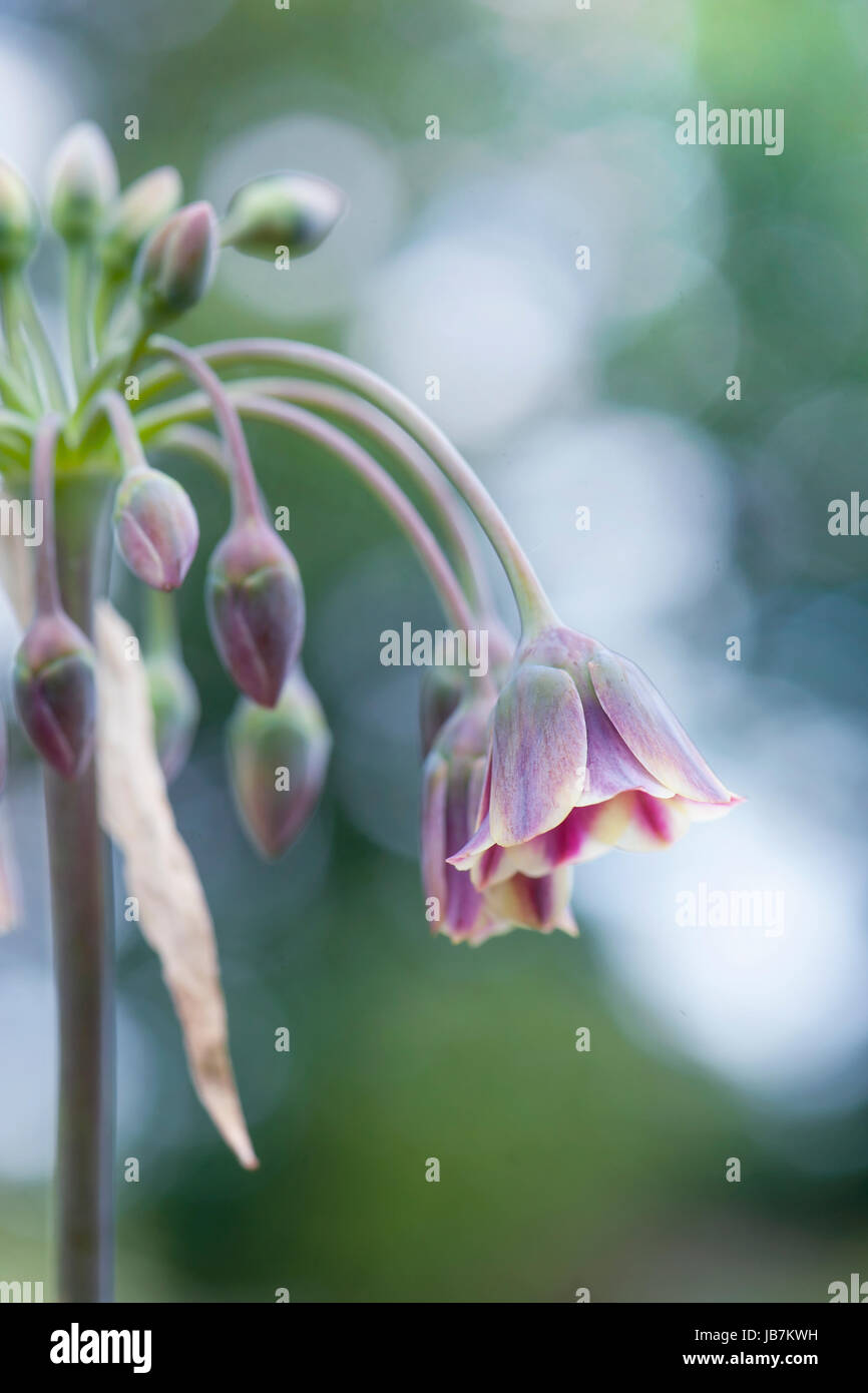 Close-up image of the summer flowering Nectaroscordum Siculum Var Bulgaricum also known as Bulgarian honey garlic Stock Photo