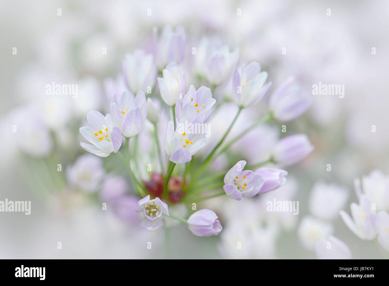 Close-up image of the delicate little Allium roseum flowers also known as rosy-flowered garlic or rosy garlic. Stock Photo
