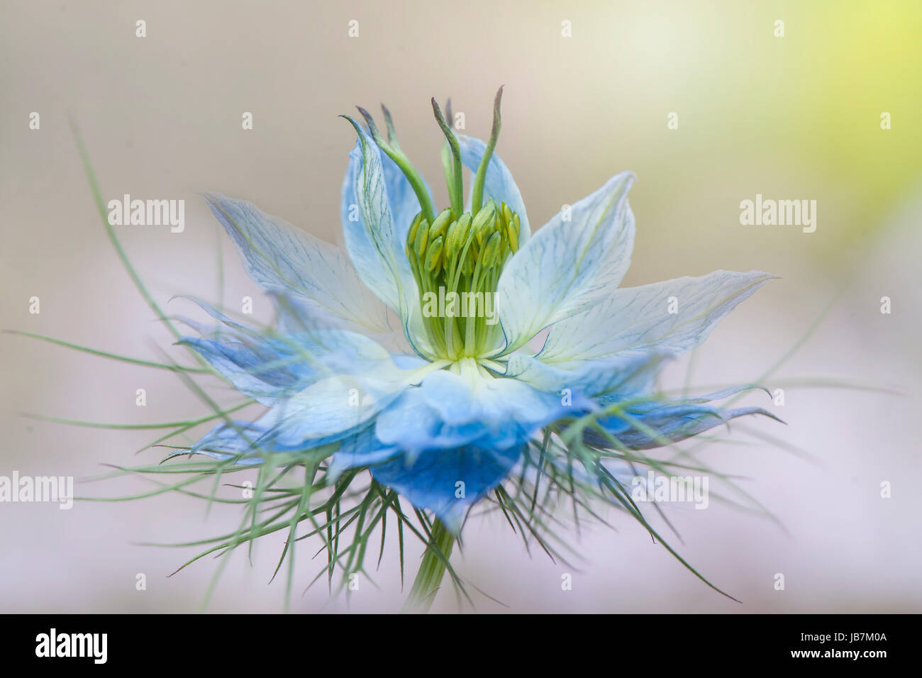 Close-up image of the delicate blue, Love-in-a-mist flower also known as Nigella damascena Stock Photo