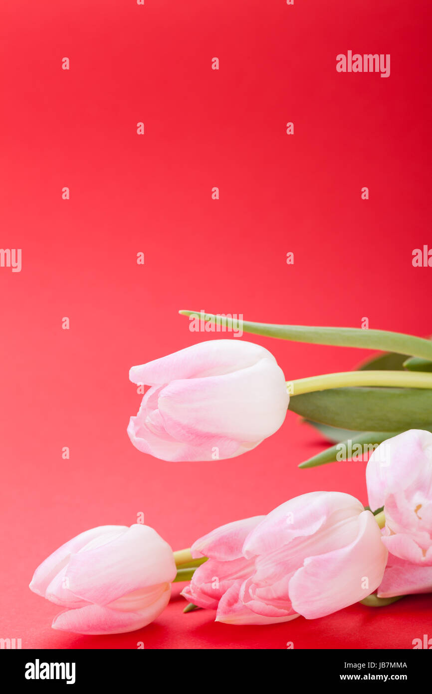 rosane Tulpen als Nahaufnahme als Postkarte zu Ostern und Valentinstag isoliert Stock Photo