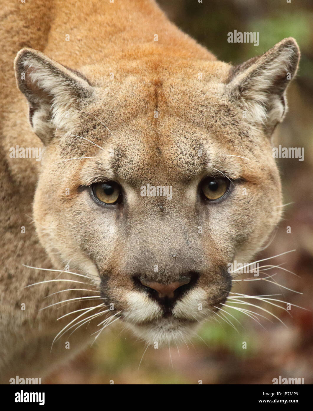 arabisk privat undskyldning Puma face hi-res stock photography and images - Alamy
