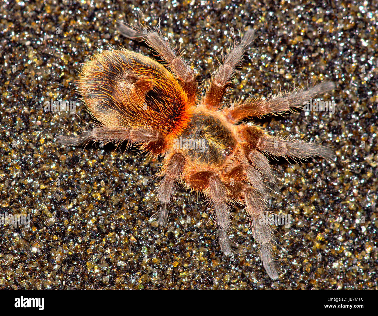 vogelspinne paraphysa parvula Stock Photo