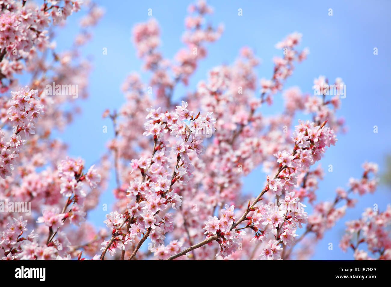 Sakura and blue sky Stock Photo - Alamy