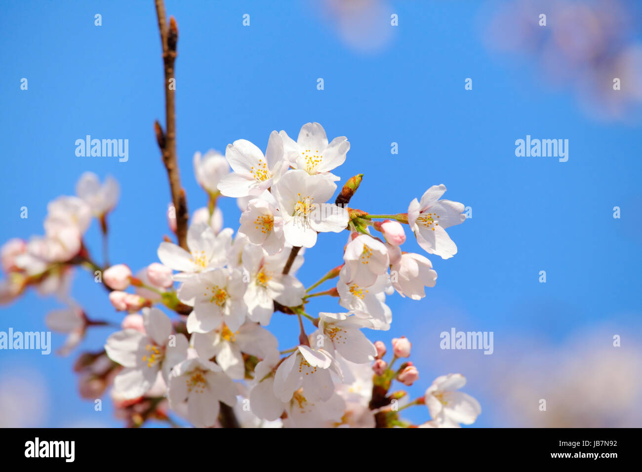 Sakura with blue sky Stock Photo - Alamy